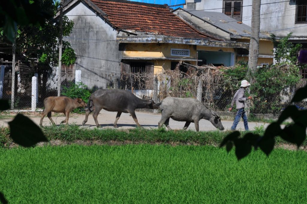 <i><b>Hoi An-008</b></i>